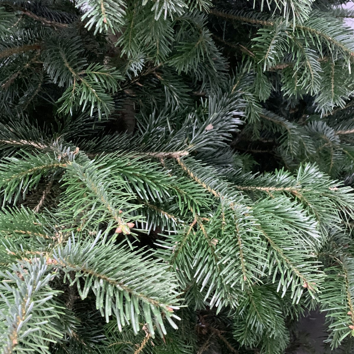 Пихта Нордмана поступила в продажу | Азалия